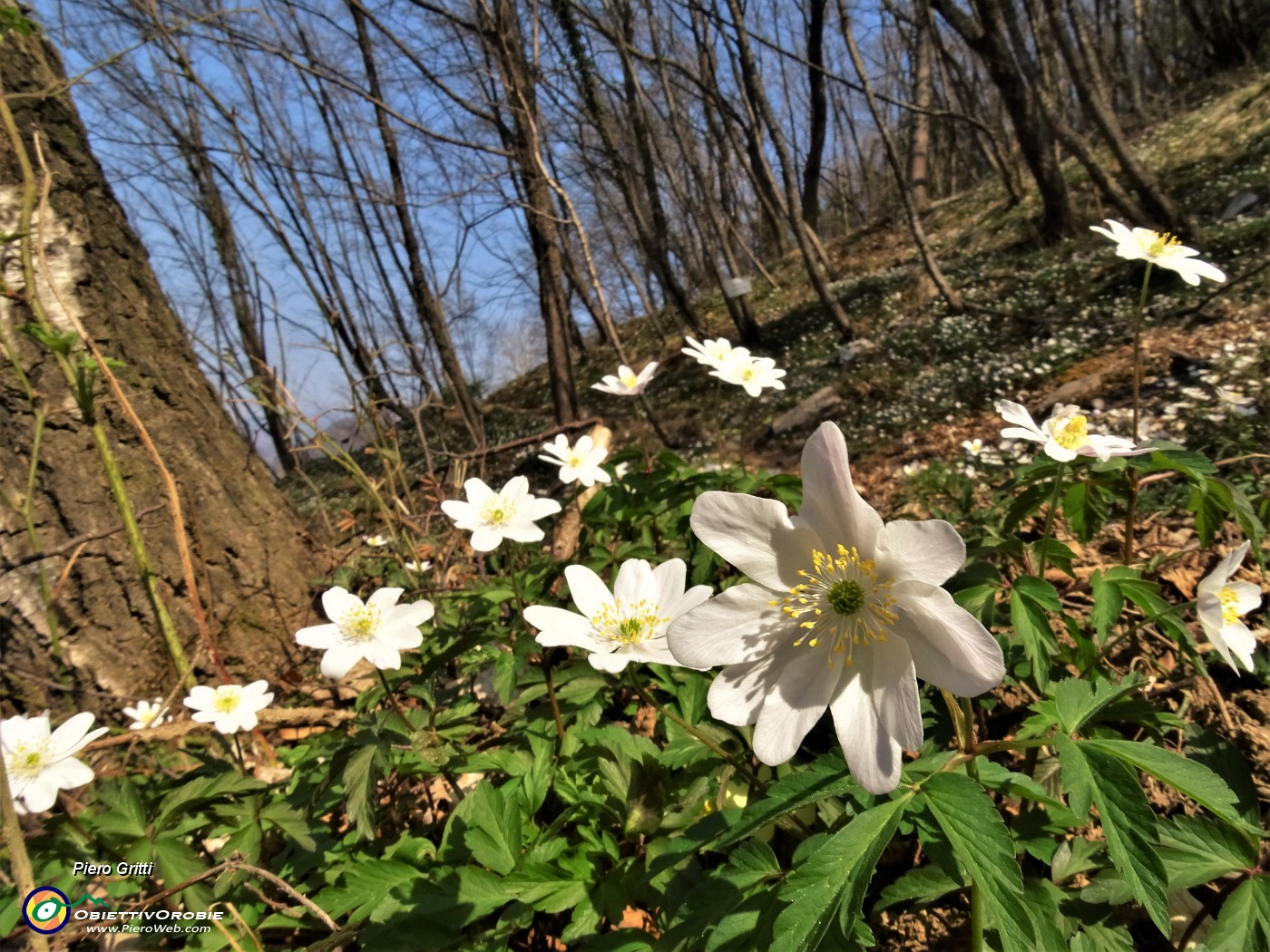 13 Distese  di anemone dei boschi (Anemonoides nemorosa).JPG